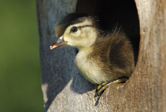 Bill Marchel: How I got this photo of a baby wood duck